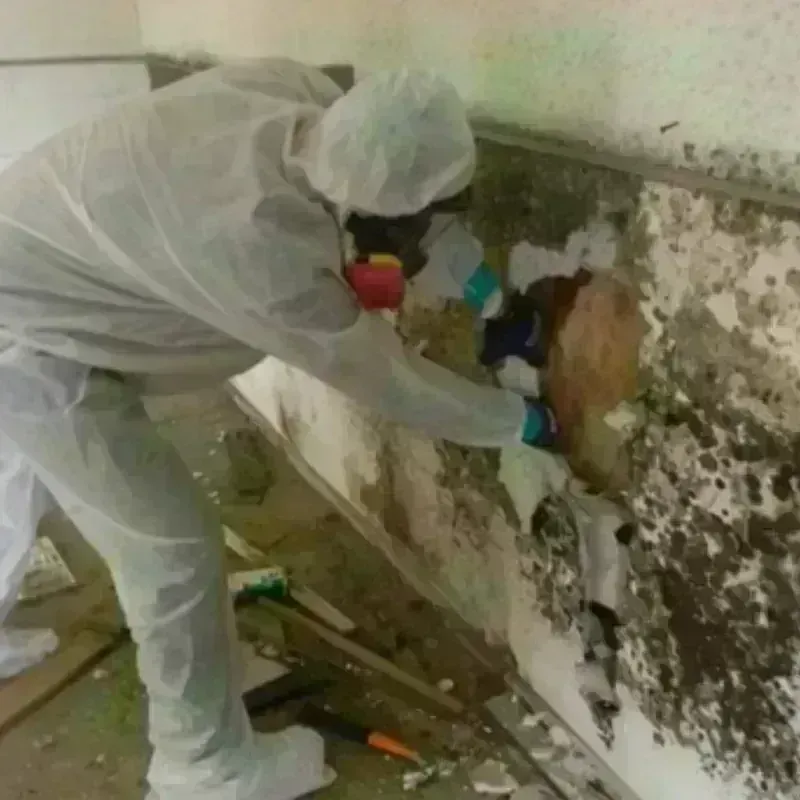 Mold Remediation and Removal in Hinesburg, VT